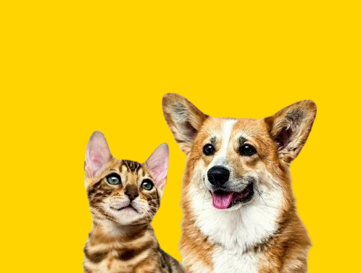 New Pet Arrivals