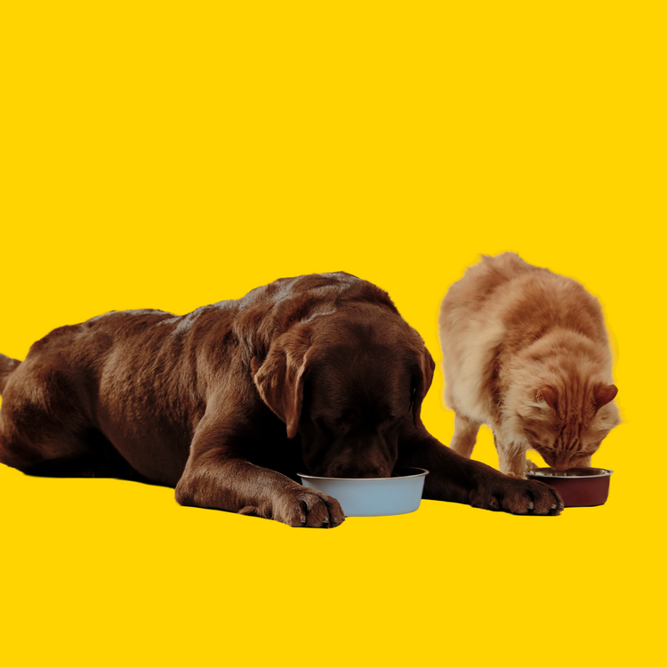 Pet Feeding & Hydration