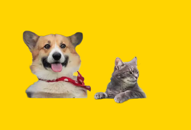 Pet Travel & Entertainment