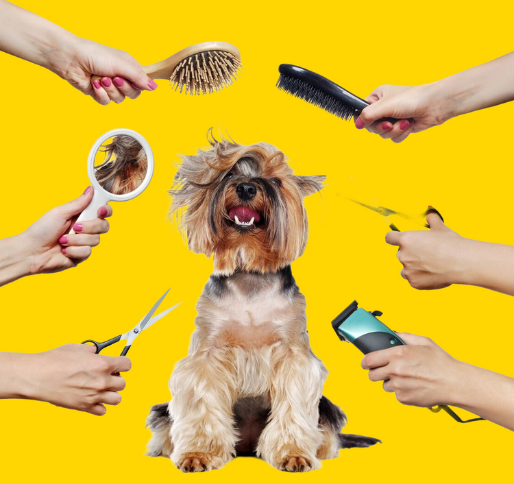 Pet Grooming And Care