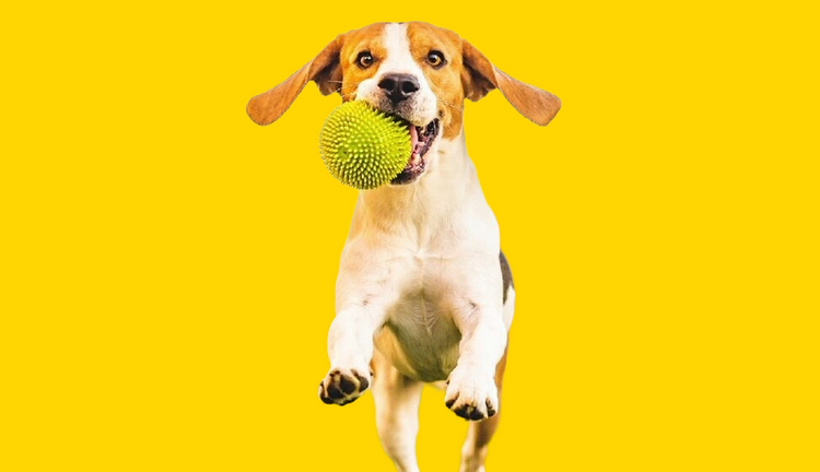 Pet Toys