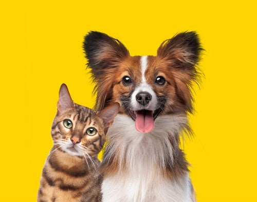 Pet Essentials